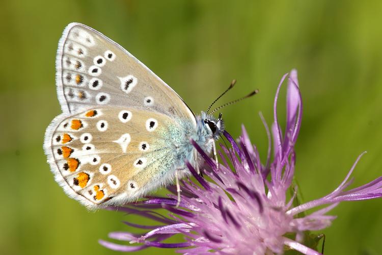 Polyommatus icarus.