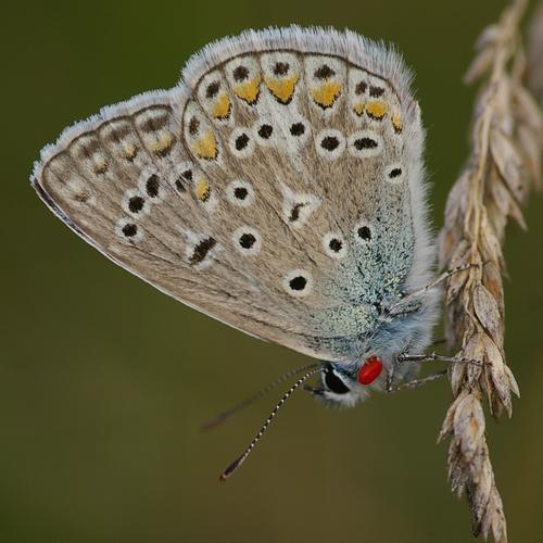 Polyommatus icarus.