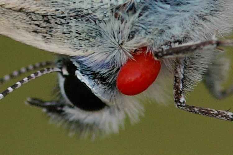 Polyommatus icarus.