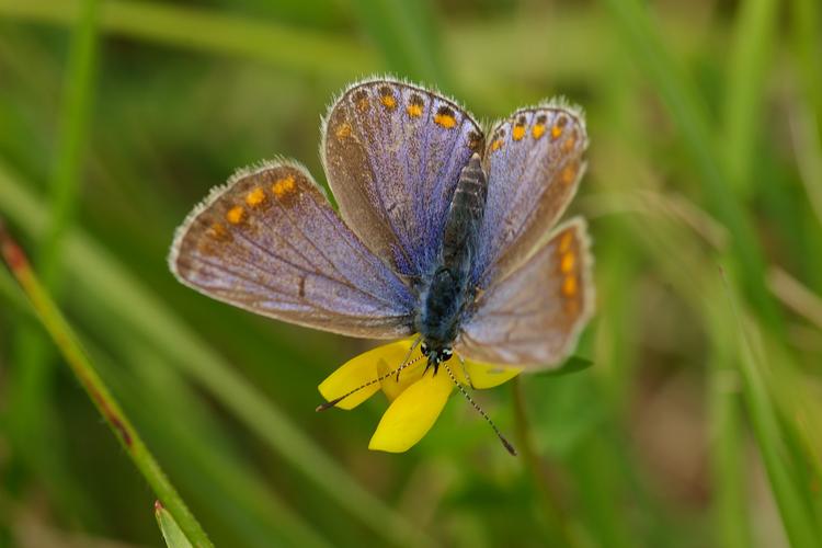 Polyommatus icarus.