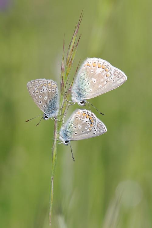 Polyommatus icarus.