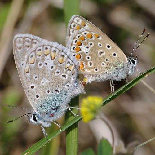 Polyommatus icarus.