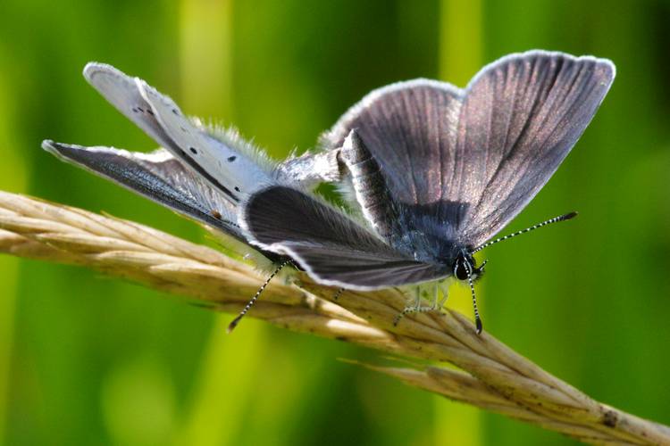 Cyaniris semiargus.