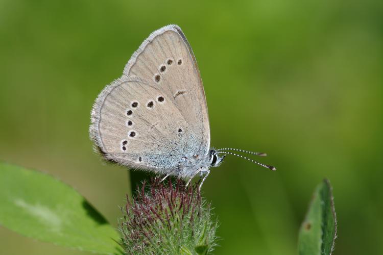 Cyaniris semiargus.