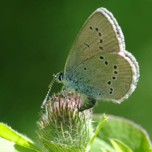 Cyaniris semiargus.