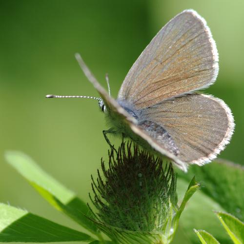 Cyaniris semiargus.