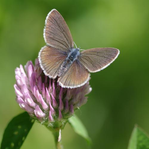 Cyaniris semiargus.