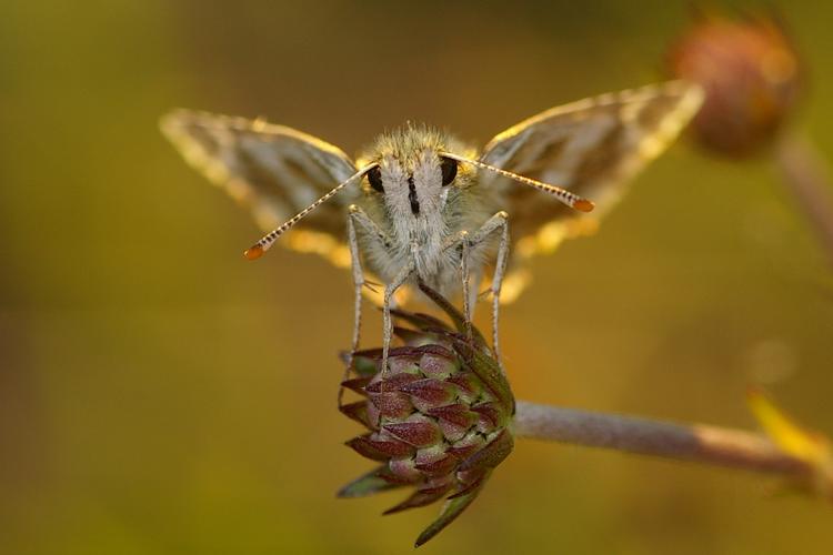 Pyrgus armoricanus.