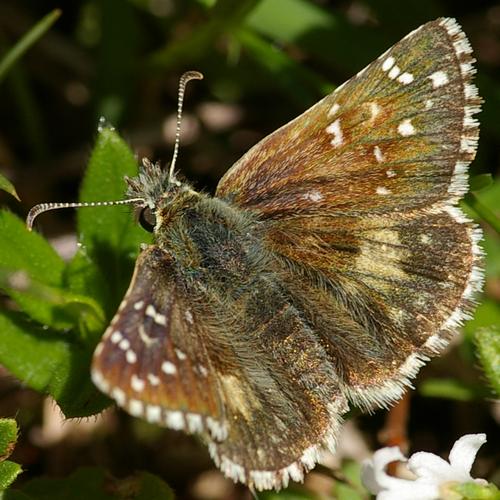 Pyrgus armoricanus.