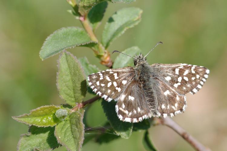 Pyrgus malvae.