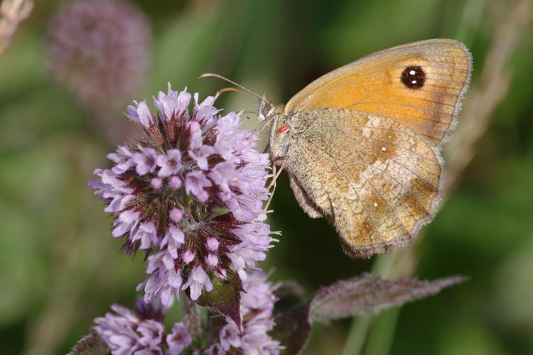 Pyronia tithonus.