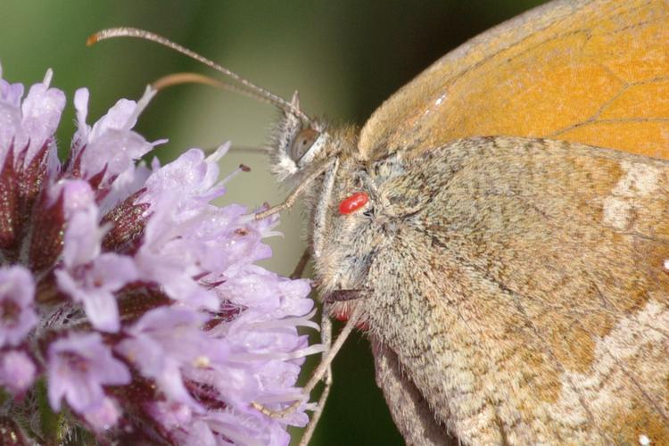 Pyronia tithonus.