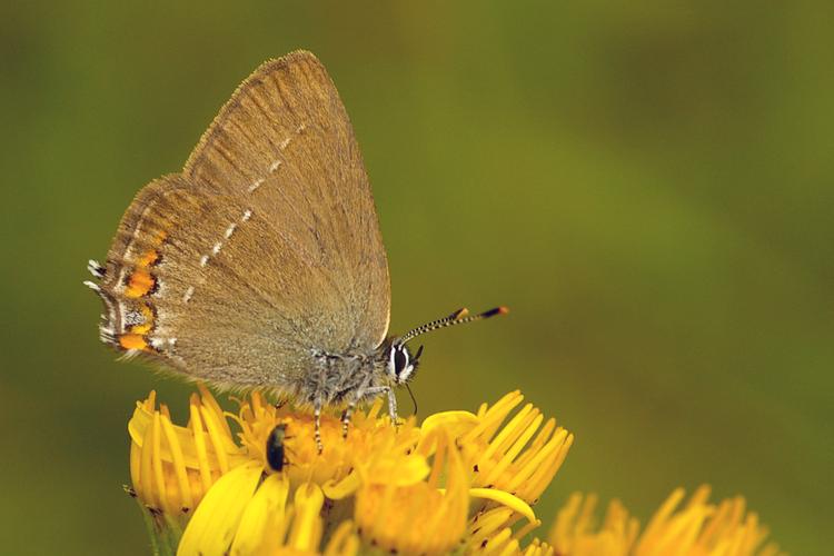 Satyrium acaciae.