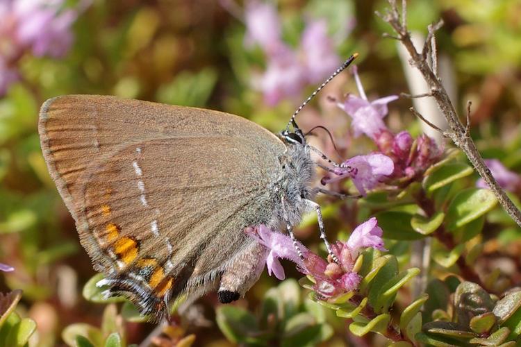 Satyrium acaciae.