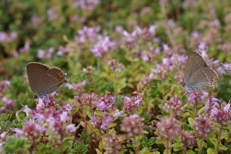 Satyrium acaciae.