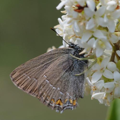 Satyrium acaciae.