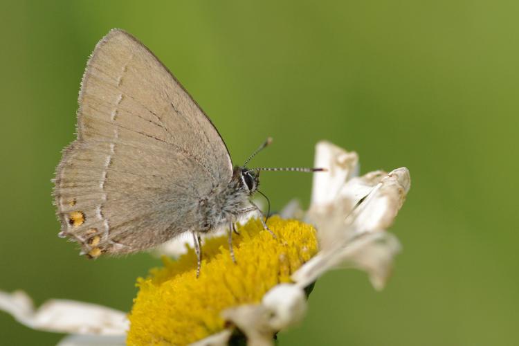 Satyrium acaciae.