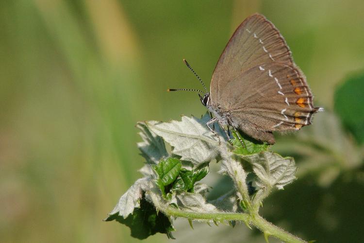 Aster amellus.