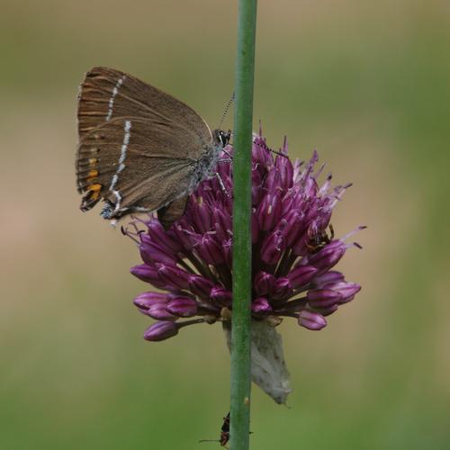 Satyrium spini.