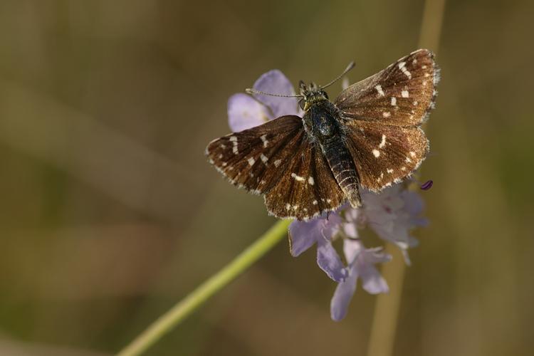 Spialia sertorius.