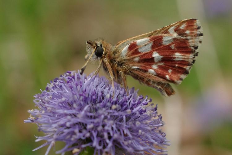 Spialia sertorius.