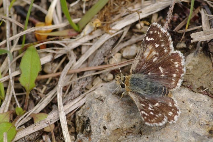 Spialia sertorius.