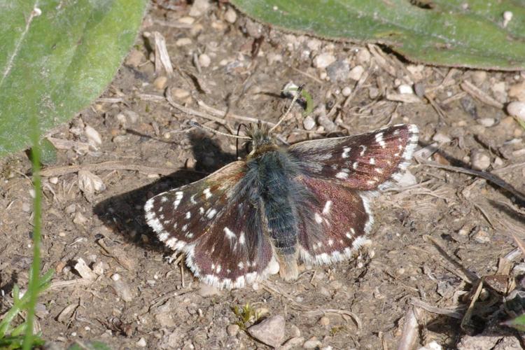 Spialia sertorius.