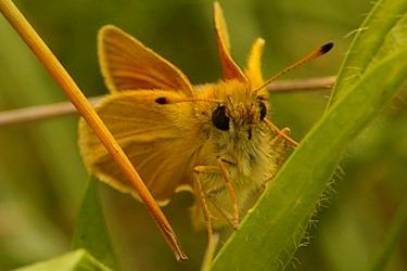 Thymelicus lineola.