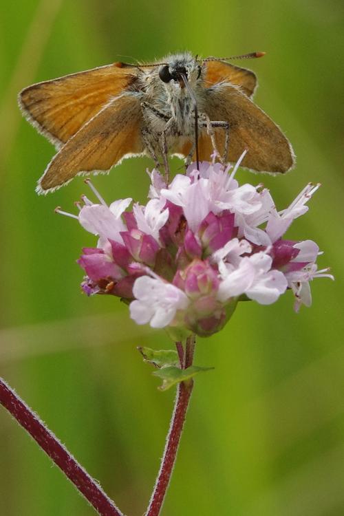 Thymelicus sylvestris.