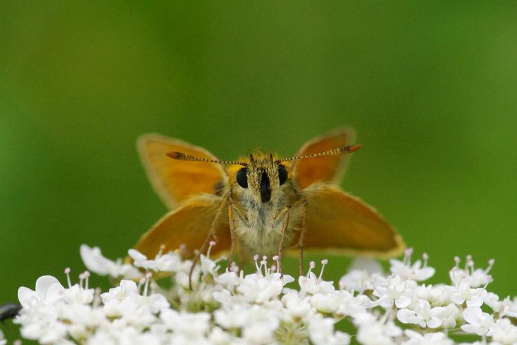 Thymelicus sylvestris.