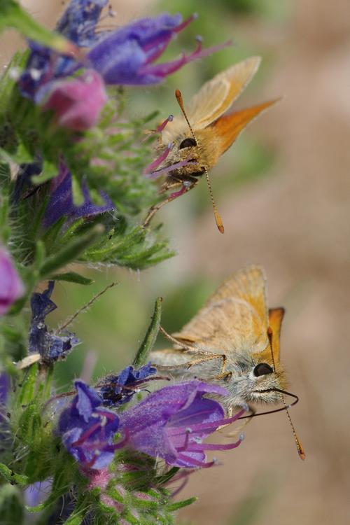 Thymelicus sylvestris.