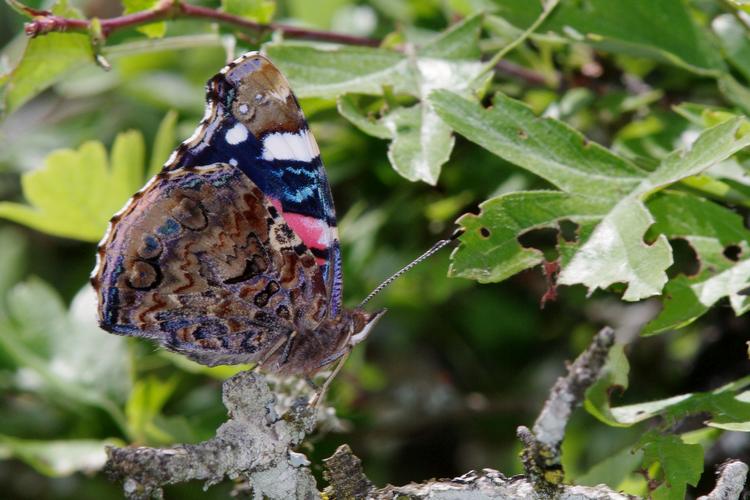 Cinthia atalanta.