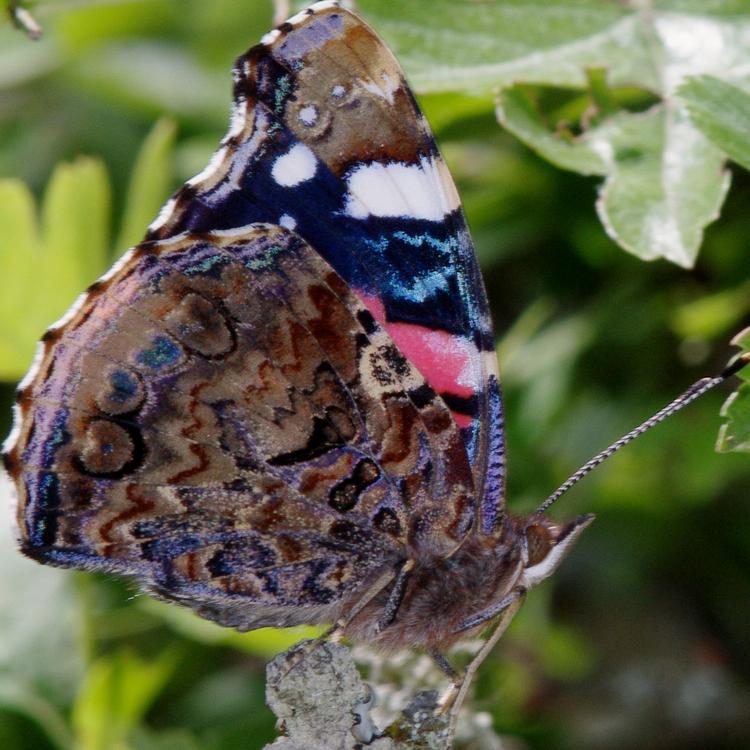 Cinthia atalanta.