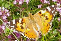 Vanessa cardui.