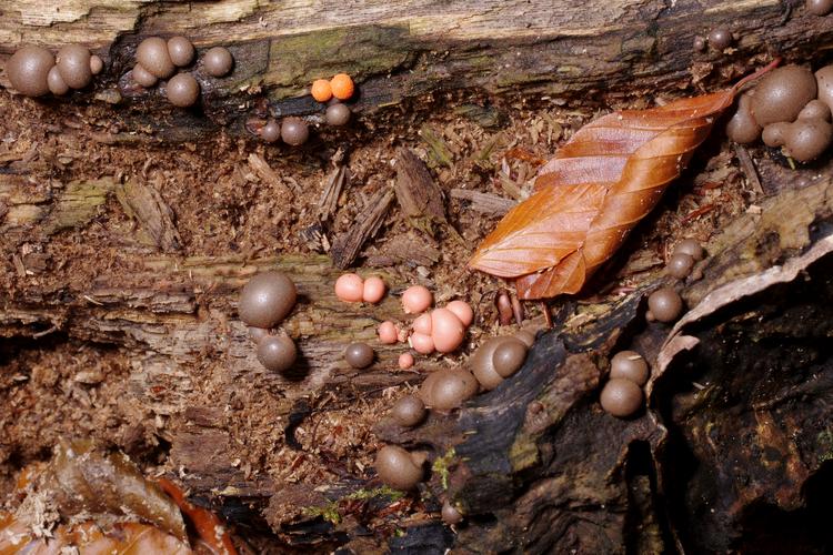 Lycogala epidendrum.