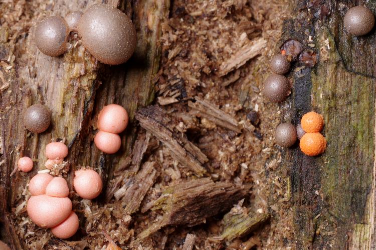 Lycogala epidendrum.