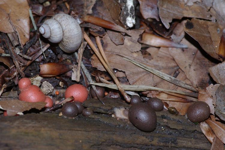 Lycogala epidendrum.