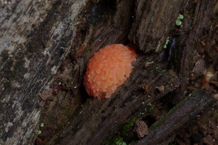 Tubifera ferruginosa.