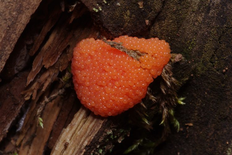 Tubifera ferruginosa.