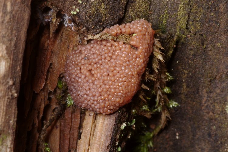 Tubifera ferruginosa.