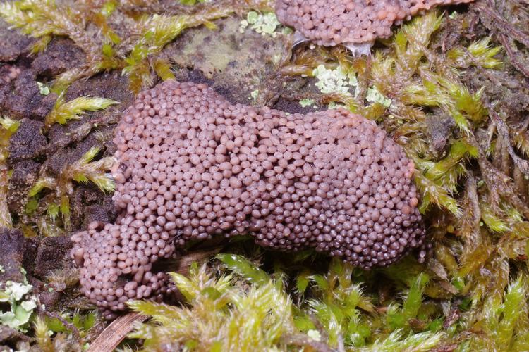 Tubifera ferruginosa.