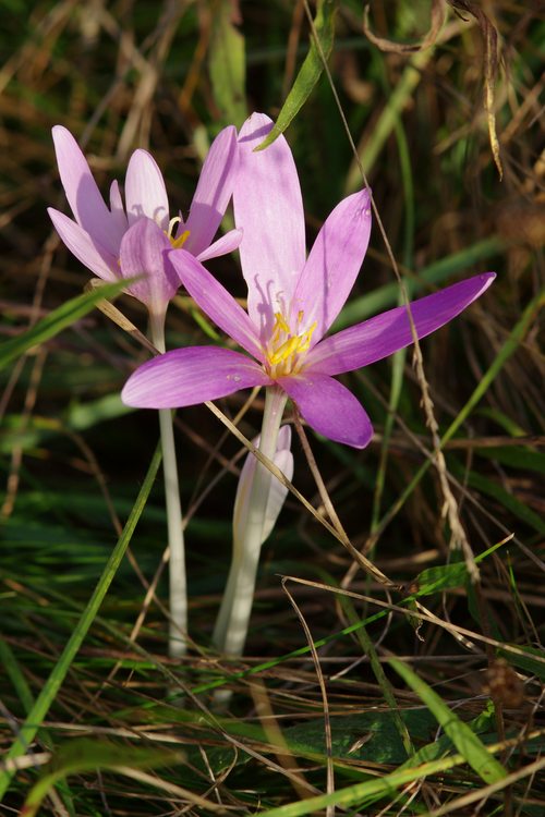 Colchicum autumnale.