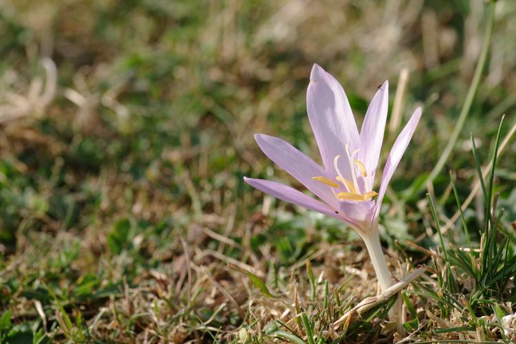 Colchicum autumnale.