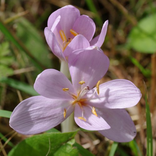 Colchicum autumnale.