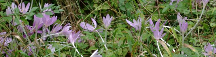 Colchicum autumnale.