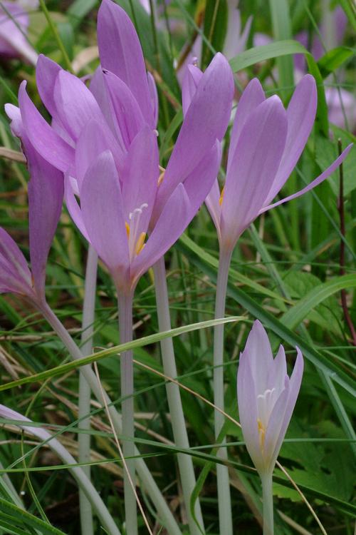 Colchicum autumnale.