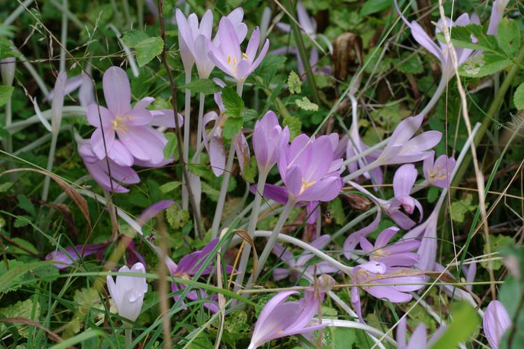 Colchicum autumnale.