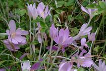 Colchicum autumnale