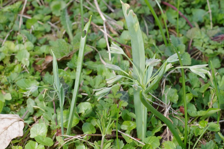 Gagea lutea.