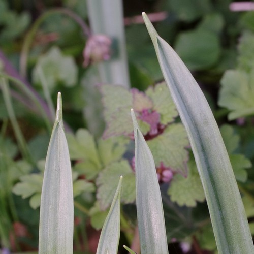 Gagea lutea.